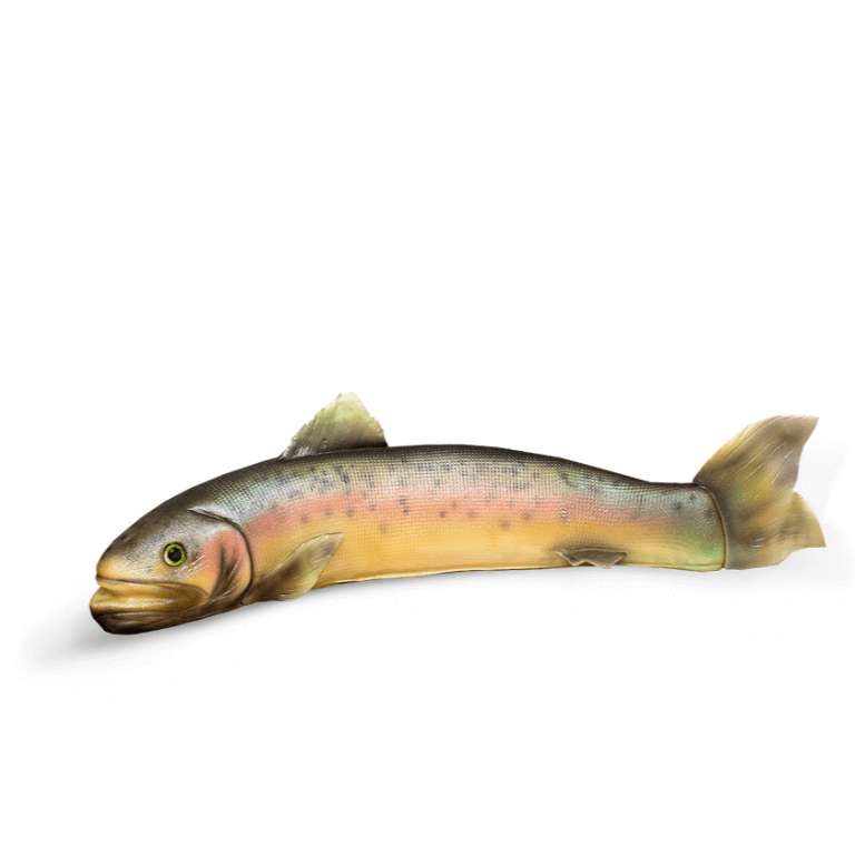 Tort Ryba 3D